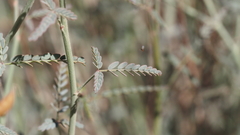 Hoffmannseggia microphylla