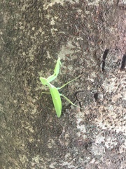 Hierodula patellifera patellifera