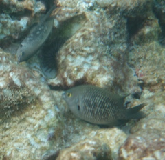 Plectroglyphidodon marginatus