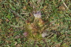 Cirsium acaule esculentum