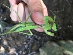 Hierodula patellifera patellifera