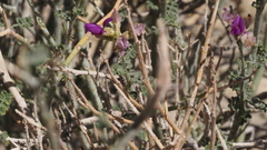 Psorothamnus polydenius