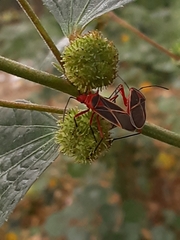 Dysdercus suturellus