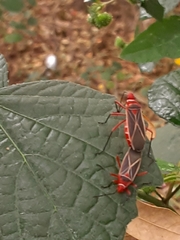 Dysdercus suturellus