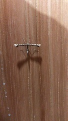 Amblyptilia pica