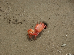 Ocypode gaudichaudii