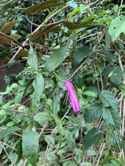 Passiflora kermesina