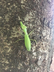 Hierodula patellifera patellifera