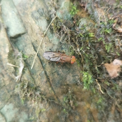 Tetanocera