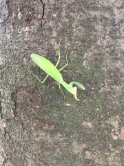 Hierodula patellifera patellifera