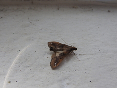 Diaphania fumosalis