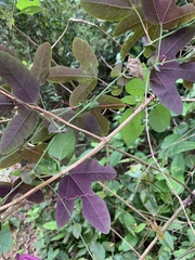 Passiflora kermesina