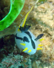 Polycera capensis