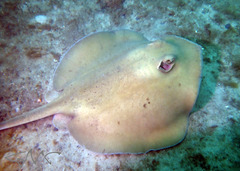 Trygonoptera testacea