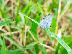 Cupido comyntas texana