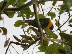 Trichoglossus capistratus