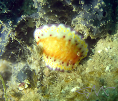 Goniobranchus collingwoodi