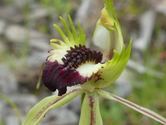Caladenia stricta