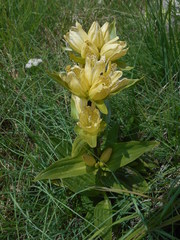 Gentiana punctata