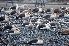 Larus schistisagus
