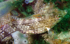 Eupetrichthys angustipes