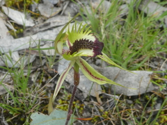 Caladenia stricta
