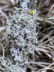 Physcia tenella