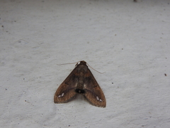 Diaphania fumosalis