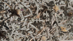 Psorothamnus emoryi emoryi