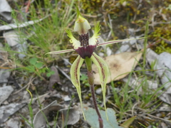 Caladenia stricta