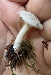 Clitocybe rivulosa