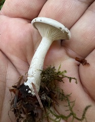 Clitocybe rivulosa
