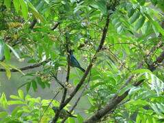 Dacnis cayana