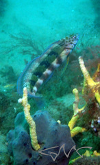 Eupetrichthys angustipes