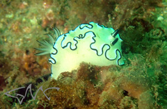 Doriprismatica atromarginata