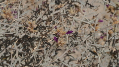 Psorothamnus emoryi emoryi