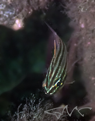 Ostorhinchus limenus