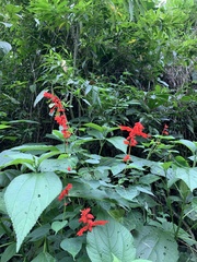 Salvia splendens
