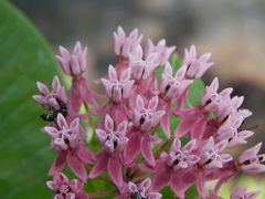 Asclepias otarioides