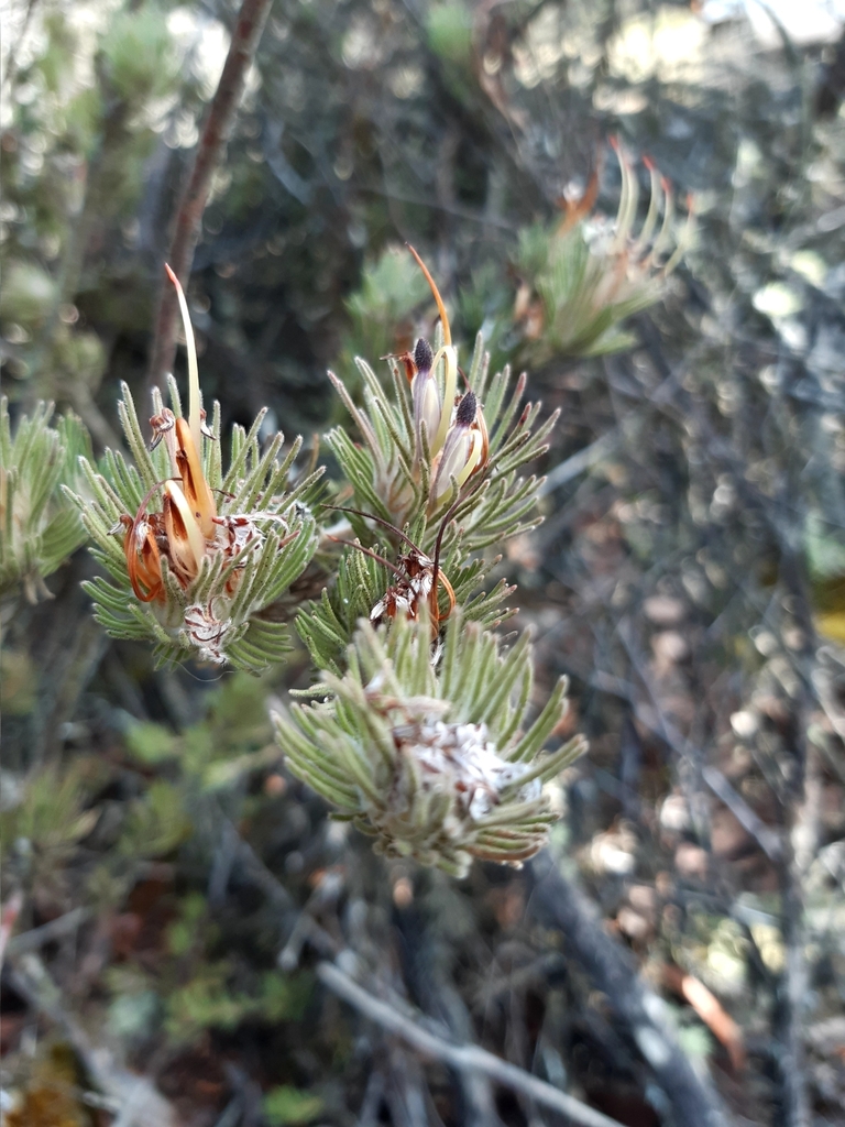Adenanthos velutinus