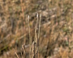 Eleocharis quinqueflora
