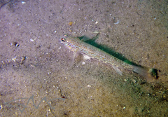 Istigobius hoesei