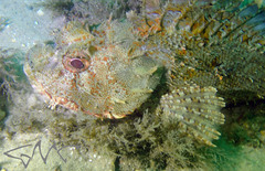 Scorpaena jacksoniensis