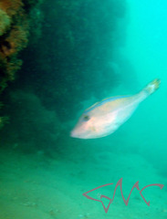 Meuschenia trachylepis