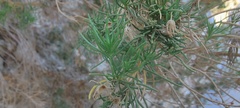 Peucephyllum schottii