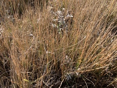 Eleocharis quinqueflora