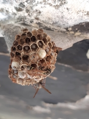 Mischocyttarus pallidipectus