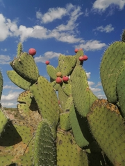 Opuntia