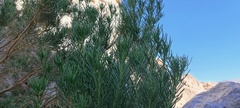 Peucephyllum schottii