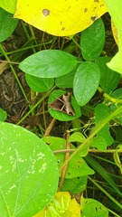 Melipotis fasciolaris